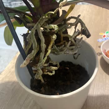 ÇiçekSepeti Kadınlar Gününde Hayal Kırıklığı: Çiçek Siparişim Kabusa Döndü!