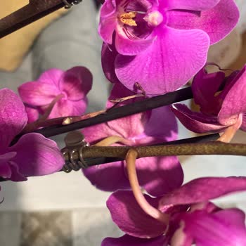 ÇiçekSepeti Kadınlar Gününde Hayal Kırıklığı: Çiçek Siparişim Kabusa Döndü!