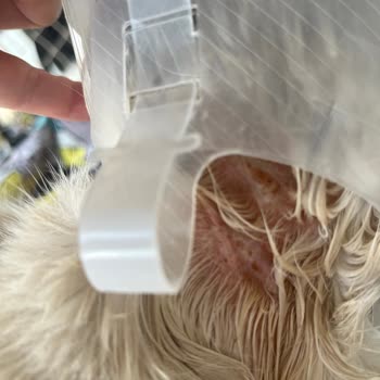 Pro Plan Somonlu Kedi Maması Kedimi Mahvetti!