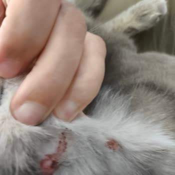 Pro Plan Somonlu Kedi Maması Kedimi Mahvetti!