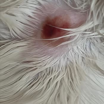 Pro Plan Somonlu Kedi Maması Kedimi Mahvetti!