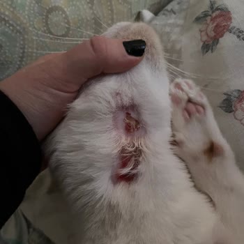 Pro Plan Somonlu Kedi Maması Kedimi Mahvetti!