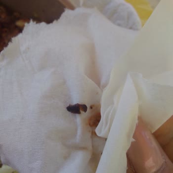 Migros'tan Aldığım Hindi Tandırda Böcek Şoku