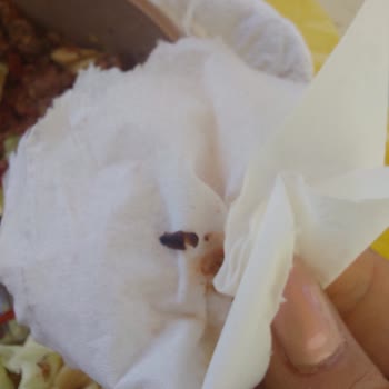 Migros'tan Aldığım Hindi Tandırda Böcek Şoku