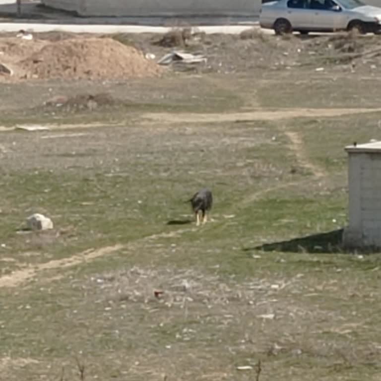 Karatay Belediyesi Sokak Köpekleri Tehlike Saçıyor