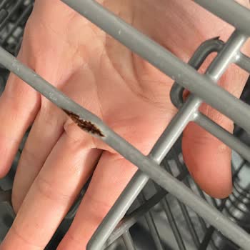 Franke Mutfak Eşyalarında Kalite Sorunu