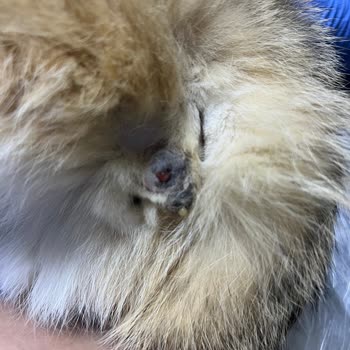 Talha Veteriner Kliniği Konya Selçuklu Kısırlaştırma İşleminde Yetersiz