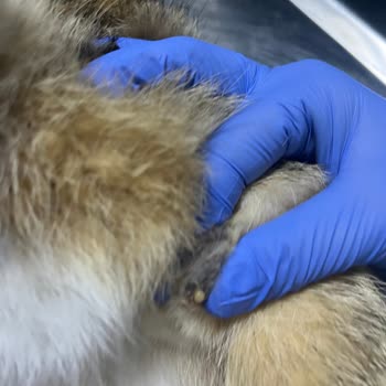 Talha Veteriner Kliniği Konya Selçuklu Kısırlaştırma İşleminde Yetersiz