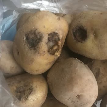 Çürük Patates Ve İade Sorunu