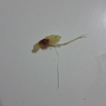 Lays Cipsinde Şok Edici Yabancı Madde!