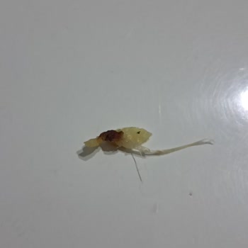 Lays Cipsinde Şok Edici Yabancı Madde!