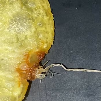 Cips Paketinde Şok Edici Sürpriz!