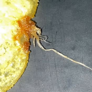 Cips Paketinde Şok Edici Sürpriz!