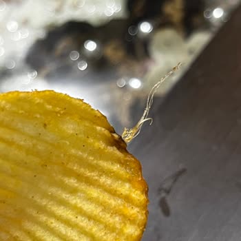 Ruffles Ketçaplıdan Kötü Bir Cisim Çıktı