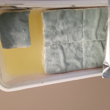 Bozuk Peynir Sorunu: Tekrar Eden Küflenme