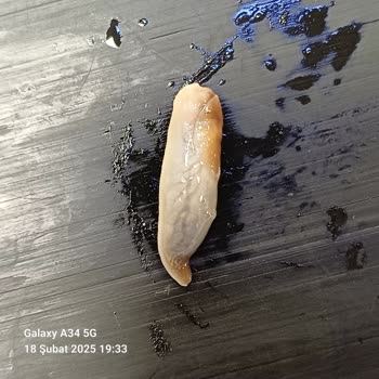 Migros Ve Tamek'ten Şok Edici Kurt Skandalı