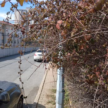 Ataşehir'de Yaya Yolu Sorunları Ve Belediye İlgisizliği