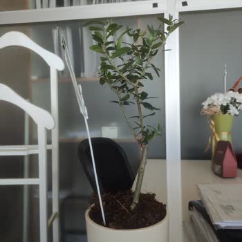 Çiçek Sepeti'nde Hayal Kırıklığı: Yanlış Çiçek Teslimatı