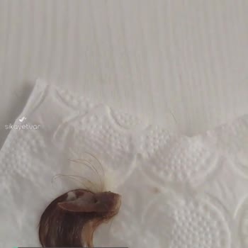 Asr Gıda Kelle Paça Çorbası Hayal Kırıklığı!