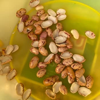 Güvenilir Sandığım Markadan Hayal Kırıklığı: Kırık Ve Bozuk Barbunya