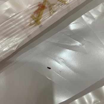 Güllaç Paketinden Çıkan Böcek Şoku