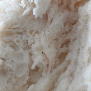 Aldığım Ekmeğin İçinden Kurt Çıktı