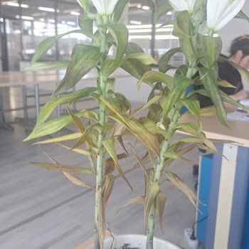 Siparişimdeki Çiçeklerin Durumu Hayal Kırıklığı Yarattı