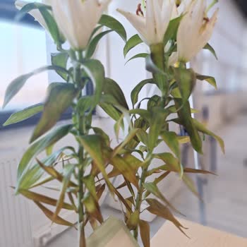 Siparişimdeki Çiçeklerin Durumu Hayal Kırıklığı Yarattı