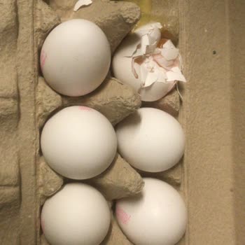 Organik Yumurtalar Yeşillendi Ve Koktu