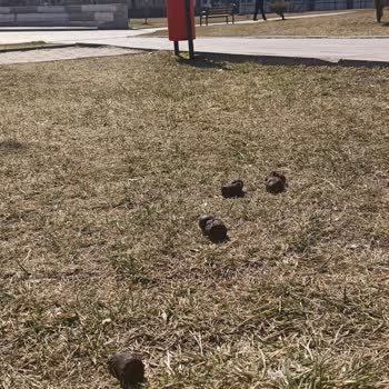 Etimesgut'ta Başıboş Köpek Sorunu Ve Belediyenin İlgisizliği