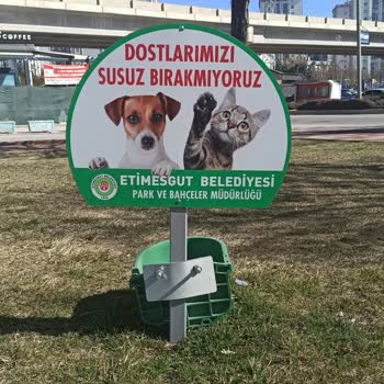 Etimesgut'ta Başıboş Köpek Sorunu Ve Belediyenin İlgisizliği