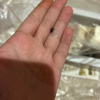 Tuğra Pişmaniyeden Taş Çıktı!