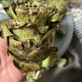 Küflü Enginar Ve Eksik Ürün Sorunu