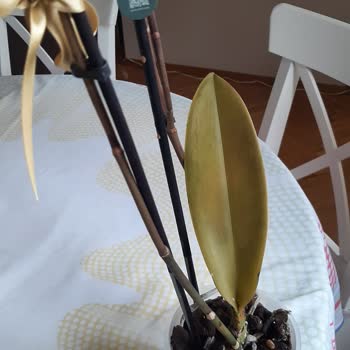 Yanlış Saksı Ve Solan Orkide Mağduriyeti