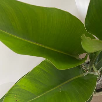 Yanıltan Starliçe Alışverişi