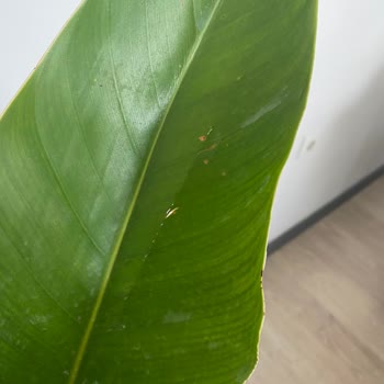 Yanıltan Starliçe Alışverişi