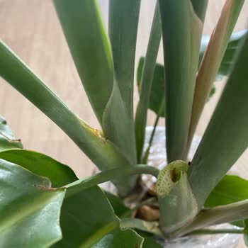 Yanıltan Starliçe Alışverişi