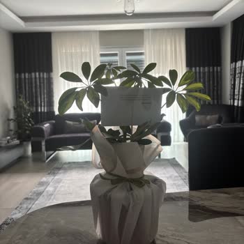 Yanlış Çiçek Gönderimi Ve İlgisiz Müşteri Hizmetleri