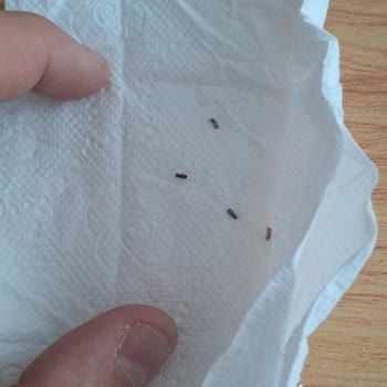 Unlu Mamulde Kurt Şoku Ve İletişim Sorunu