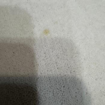 Halı Yıkamada Alerjik Sorun Ve Saygısız Hizmet