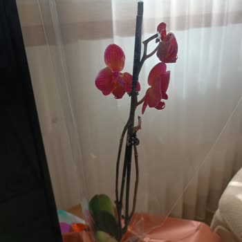 Görsel Ve Gerçek Arasında Uçurum: Hayal Kırıklığına Uğratan Çiçek Siparişi