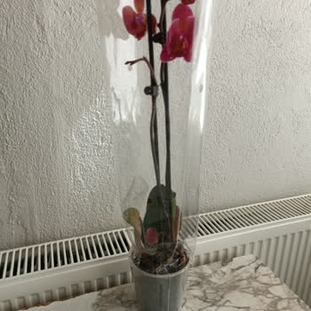 Görsel Ve Gerçek Arasında Uçurum: Hayal Kırıklığına Uğratan Çiçek Siparişi