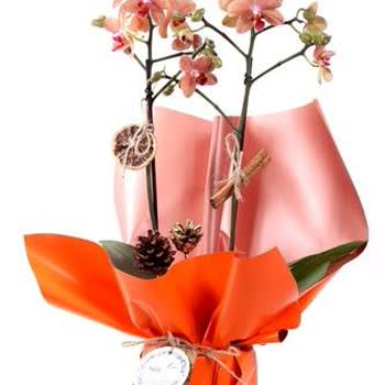 Görsel Ve Gerçek Arasında Uçurum: Hayal Kırıklığına Uğratan Çiçek Siparişi