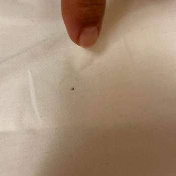 İstyatur B&B Hotel Pomezia Cortese İtalya Şikayeti