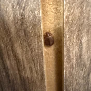 İstyatur B&B Hotel Pomezia Cortese İtalya Şikayeti