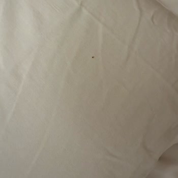 İstyatur B&B Hotel Pomezia Cortese İtalya Şikayeti