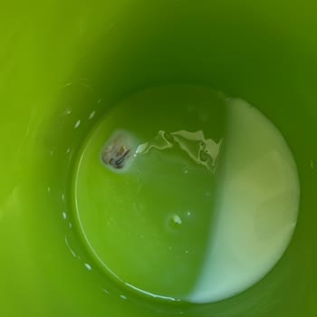 Bebek Sütünde Böcek Şoku