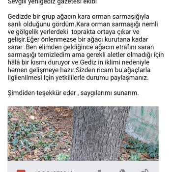 Gediz Belediyesi'ne Acil Müdahale Çağrısı: Ağaçları Tehdit Eden Sarmaşık Sorunu