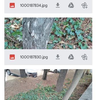 Gediz Belediyesi'ne Acil Müdahale Çağrısı: Ağaçları Tehdit Eden Sarmaşık Sorunu