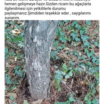 Gediz Belediyesi'ne Acil Müdahale Çağrısı: Ağaçları Tehdit Eden Sarmaşık Sorunu